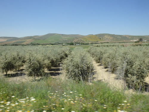Olive Trees.